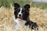 BORDER COLLIE 618